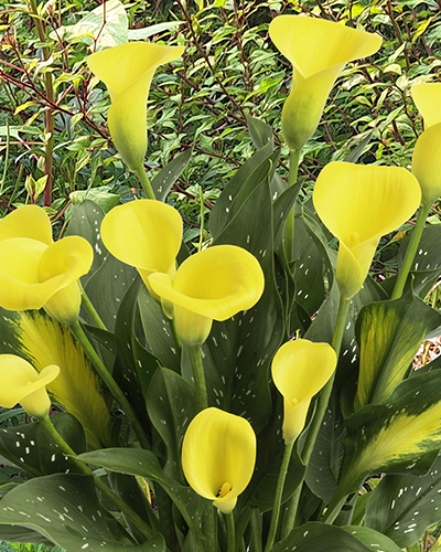 ZANTEDESCHIA (KALA) GOLDEN LABEL 25 ks